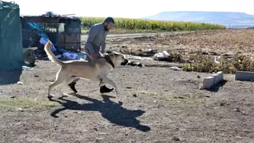 Çobanların vazgeçilmezi 'Guregh' cinsi köpekler Şanlıurfa'da yetiştiriliyor
