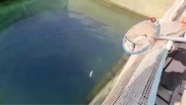 Manavgat Irmağı üzerindeki balık çiftliğinde 13 bin alabalık telef oldu