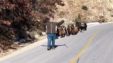 Son dakika haber: Jandarma kaybolan keçileri dronla buldu