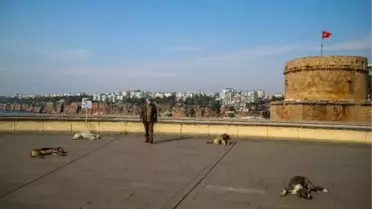 Stray dogs in Antalya enjoy the 24-degree weather temperature