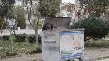 Turgutlu'da kedi vahşeti