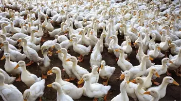 Güney Kore'de kuş gribi sebebiyle 24 bin ördek itlaf edilecek! Salgın nedeniyle Avrupa da alarmda