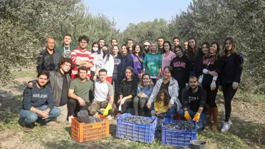 Üniversitelilerden gönüllü zeytin hasadı