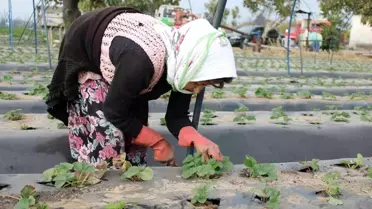 Aydın'da kuraklık çileği de etkiledi, üretici beklentilerini düşürdü