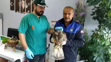 Fırtına mağduru şahini zabıta kurtardı