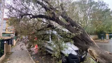 Kadıköy'de servis aracının üzerine ağaç devrildi