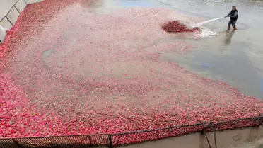 Tescilli Kadirli turpundan 160 bin ton rekolte bekleniyor