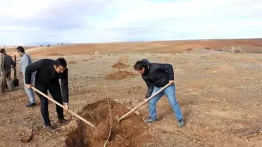 Beldeye kurulan meyve bahçesine ceviz ağacı diktiler