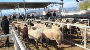 İzmir'de üreticiye küçükbaş hayvan ve arı kovanı desteği