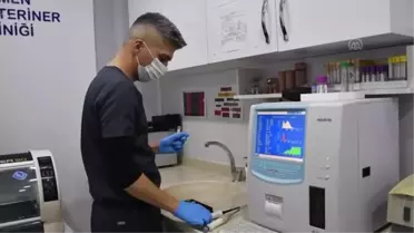 Ev kedilerinin 'toksoplazma paraziti' bulaştırıp bulaştırmadığı araştırıldı