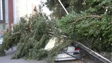 İSKENDERUN'DA KUVVETLİ RÜZGAR; AĞAÇLAR DEVRİLDİ