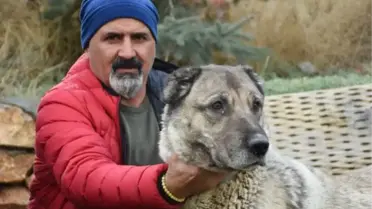 KANGAL KÖPEKLERİ, 'KIŞLIK ZIRHLARINI' GİYİYOR