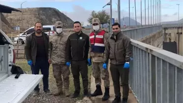Şanlıurfa'da nesli tükenme tehlikesi altındaki çizgili sırtlan yolda ölü bulundu
