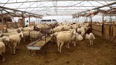 Son dakika haberi! Bu yöntemle gübre bedava
