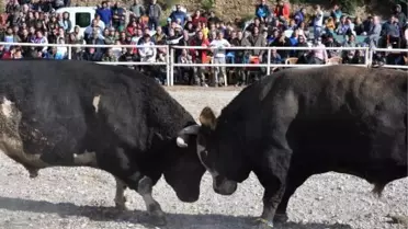 Boğalar, Defne'nin tedavisi için güreşti