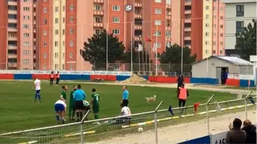 Oyun oynamak için sahaya giren köpek top yardımıyla çıkarıldı