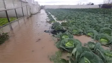 Biga'da sağanak günlük yaşamı olumsuz etkiledi; seraları sular altında bıraktı