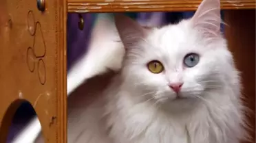VAN KEDİLERİNİ SEVME YASAĞI BİTTİ
