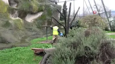 Dünyada nesli tükeniyor....Bursa'da nüfusu artıyor