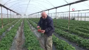 Silifke'de kış ortasında çilek hasadı