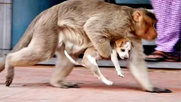 Hindistan'da 250 köpeği öldüren maymunlar kafese kapatıldı