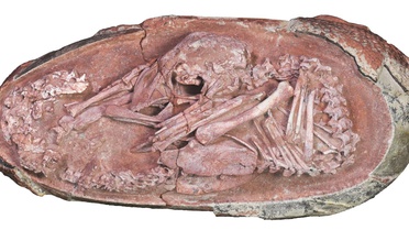 Çin'de 66 milyon yıl öncesine ait dinozor embriyosu bulundu