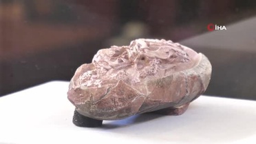 Çin'de 66 milyon yıl öncesine ait dinozor embriyosu bulundu