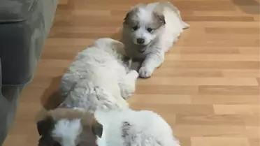 Hakkari'de donma tehlikesi geçiren köpek yavrularını Kur'an Kursu öğreticisi kurtardı