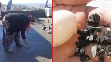 Osmaniye'de hayrete düşüren olay! Güvercin beslemek için çatıya çıkan kadının başına taş yağdı