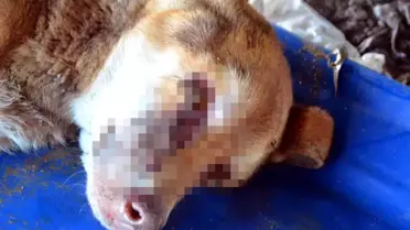 Zonguldak'ta gözleri oyulmuş sokak köpeği bulundu