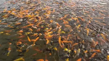 ANTALYA'DA ÜRETİLEN 1 MİLYON JAPON BALIĞI İÇ PİYASADA İLGİ GÖRDÜ