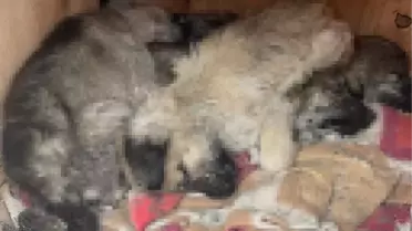 Son dakika haberleri | 12 köpeğin öldüğü yerde bulunan yavruya 'Umut' adı verildi