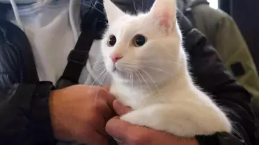 Eskişehir'de kedi güzellik yarışması düzenlendi