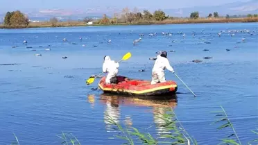 İsrail'de kuş gribi nedeniyle 5 binden fazla turna öldü