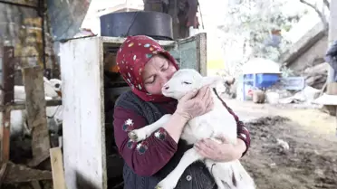 Aydın Büyükşehir Belediyesi'nin koyun hibe desteği ile sürüler büyüyor
