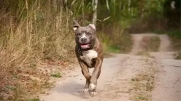 Patipark açıkladı: Yasaklı ırklardan günde en az 20 köpek korkuyla sokaklara atılıyor