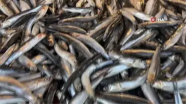 Hamsi firarda... Hamsi Gürcistan'a kaçtı, vatandaşlar hasret kaldı
