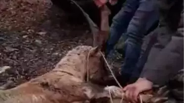 KAÇAK AVCILAR, KORUMA ALTINDAKİ YABAN KEÇİSİNİ VURDU