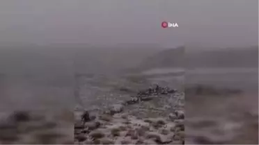Suudi Arabistan'da kar sevinci