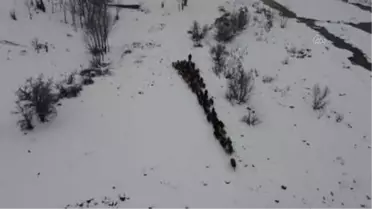 Besiciler hayvanları için dondurucu soğukla mücadele ediyor (1)