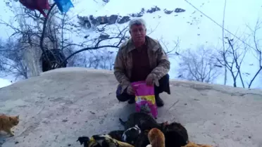 Trabzon'dan Batman Mereto dağı eteklerindeki kedilere mama
