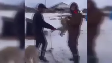 Yaralı halde yakaladıkları tilkiye böyle eziyet ettiler