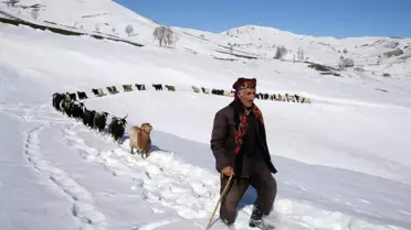 Besiciler, yayladaki sürülerini karlı dağları aşarak köye ulaştırdı