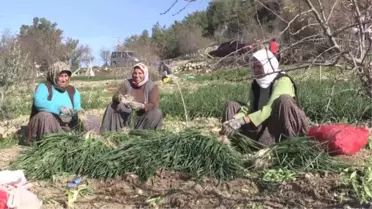 Mersin'de yeşil soğan hasadı başladı