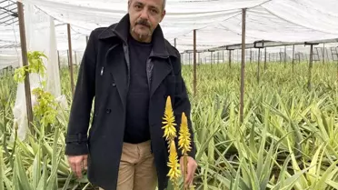 Yurt dışında görüp Antalya'da aloe vera yetiştirmeye başladı! Yıllık kazancı 15-20 milyon TL'yi buluyor