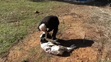 Aç kalan sokak köpekleri 5 günlük buzağıyı telef etti
