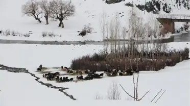 Karlıova'da ev ve ahırlar, kar altında kaldı
