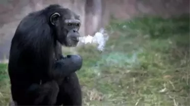 Günde 40 paket sigara içen şempanze Açelya'nın hikayesi