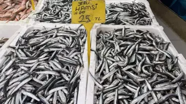 Hamsi bereketi vatandaşın yüzünü güldürdü! Fiyatı 25 TL'ye düştü