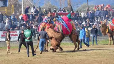 AYDIN'DA DÜZENLENEN DEVE GÜREŞİ FESTİVALİNE YOĞUN İLGİ